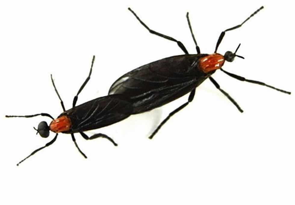 Top 10 Things Northerners Find To Be True When They Come To Florida