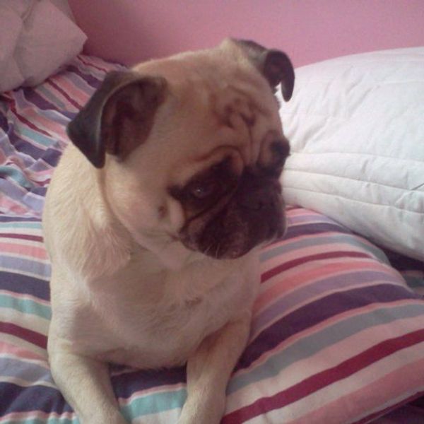 5 Life Lessons I Learned From My Dog