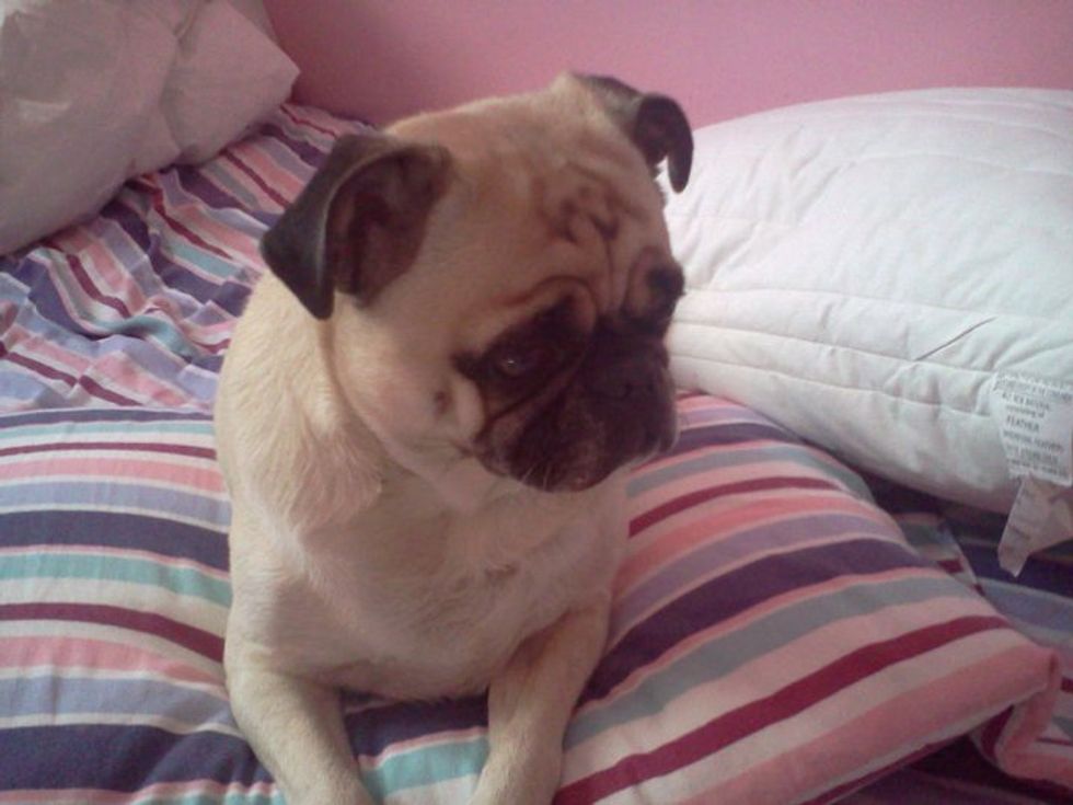 5 Life Lessons I Learned From My Dog