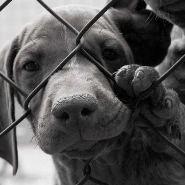 4 Myths About Adopted Pets