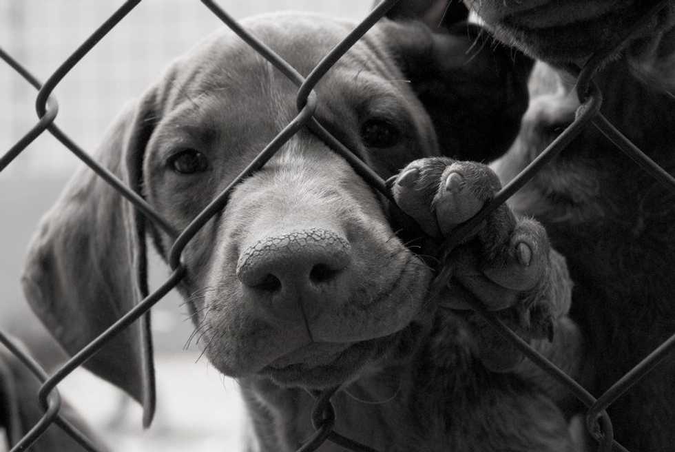 4 Myths About Adopted Pets
