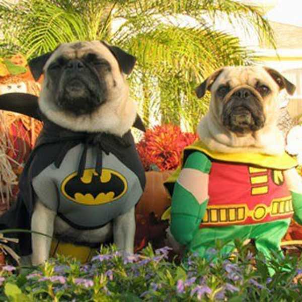 15 Dogs In Costumes That Will Make You Excited For Halloween