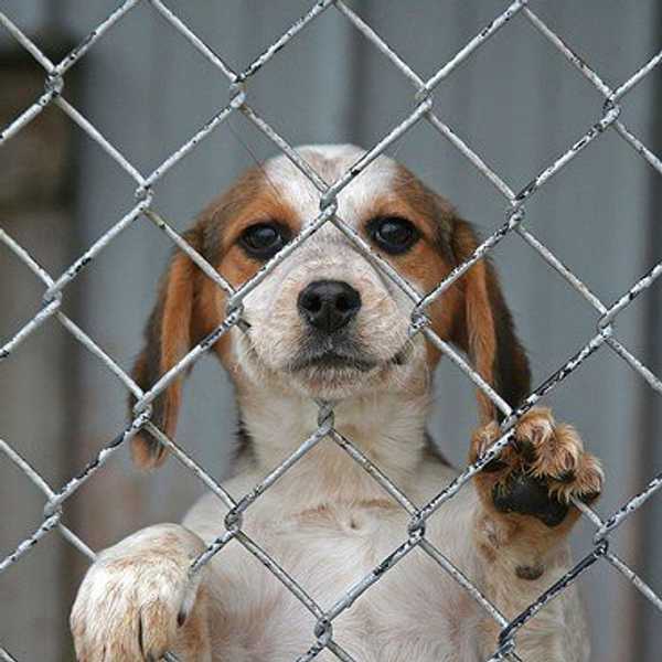 Who Rescued Who?