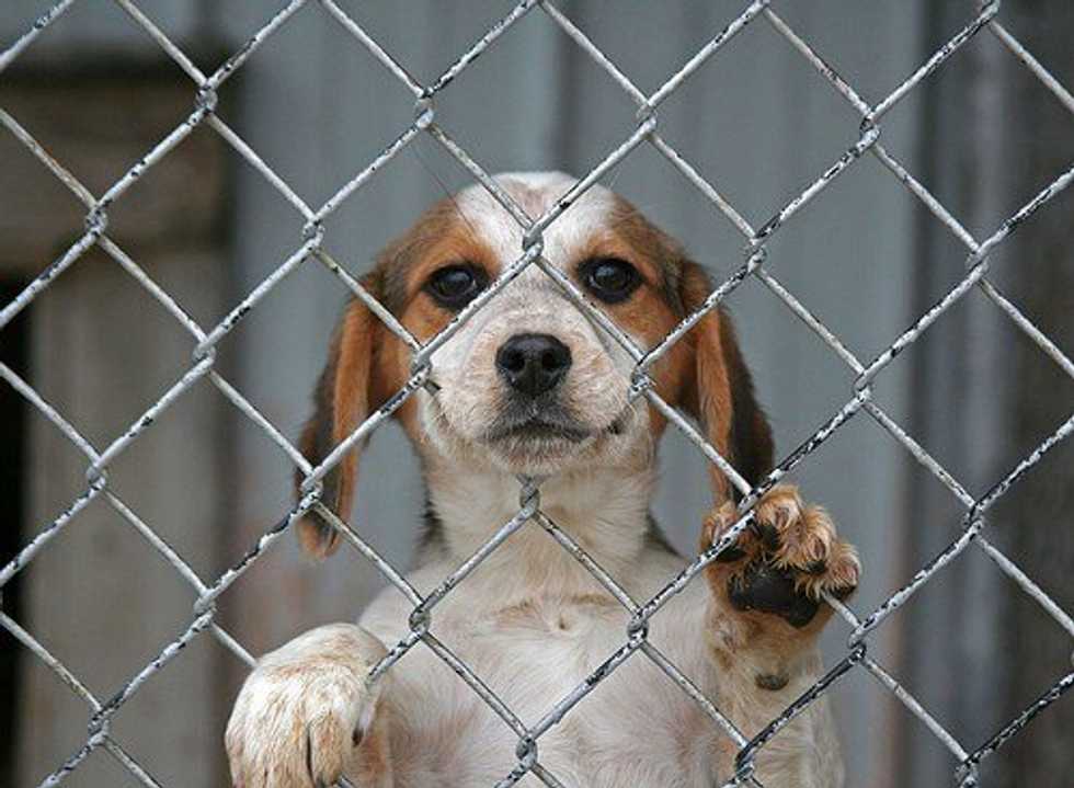Who Rescued Who?