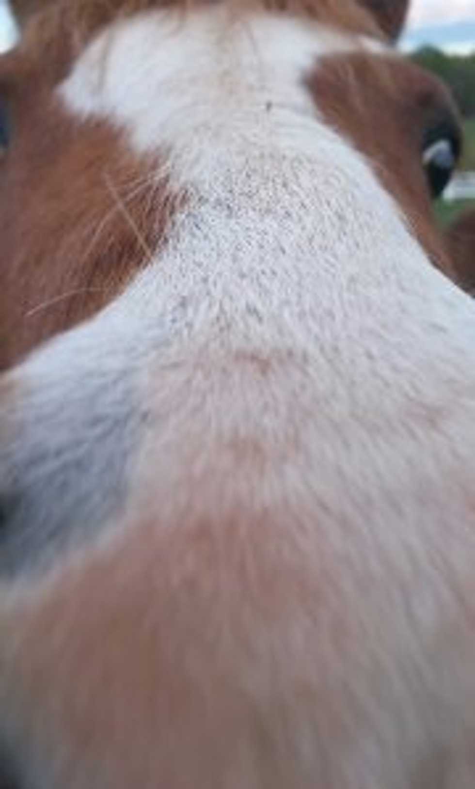 Horseback Riding Isn't For Everyone