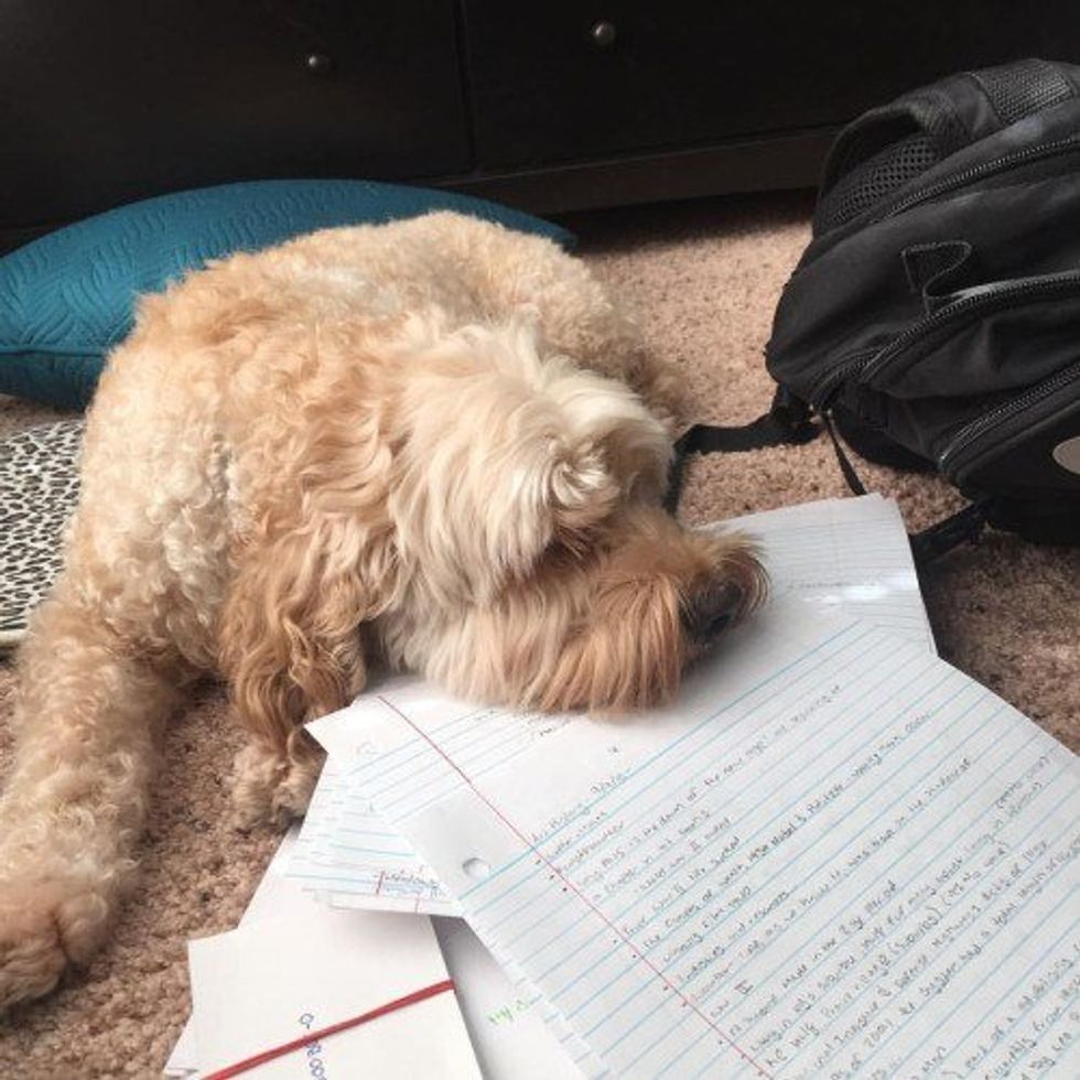 7 Midterm Stress Relievers