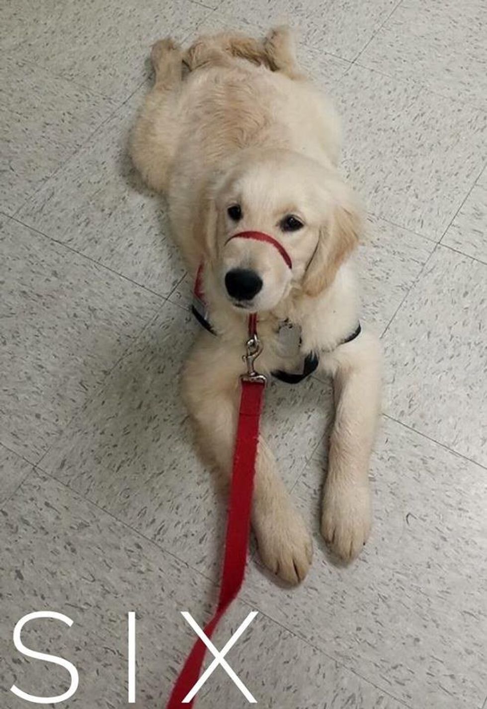 Meet Six: Super Service Canine