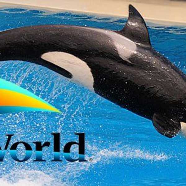 SeaWorld's Decline Post 'Blackfish'