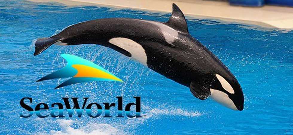 SeaWorld's Decline Post 'Blackfish'