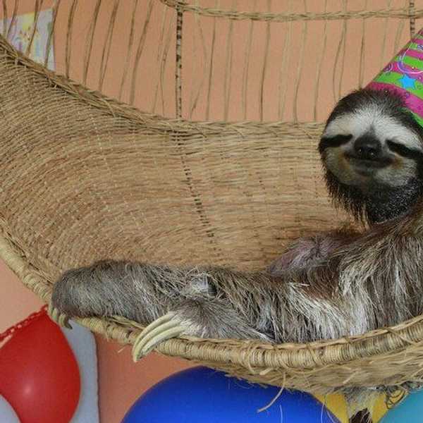 Stu(dying) For Midterms, As Told By Sloths