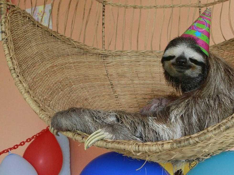 Stu(dying) For Midterms, As Told By Sloths
