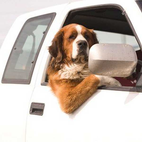 Things You Do While You're Driving