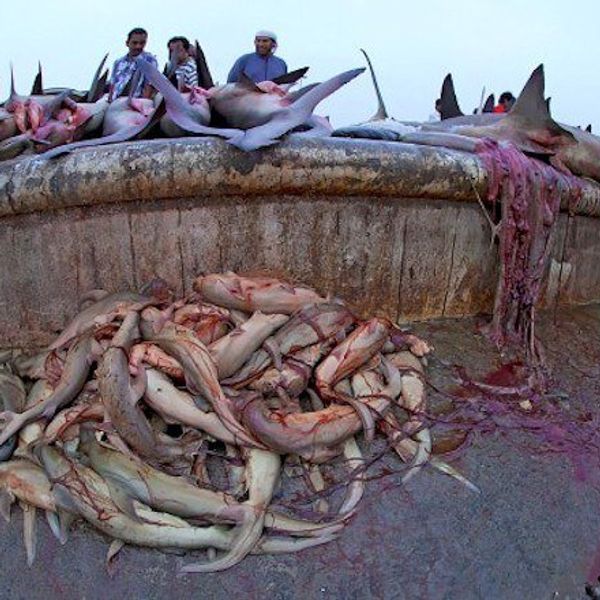 The Problem Is Bigger Than Shark Finning