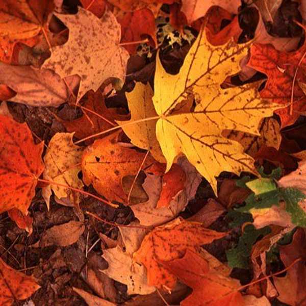The Ultimate Fall Bucket List