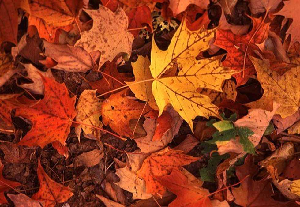 The Ultimate Fall Bucket List