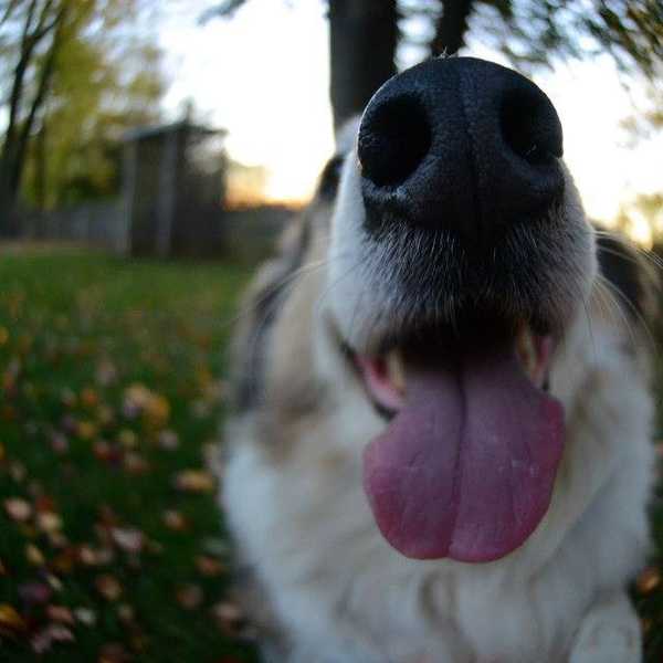 10 Life Lessons From Dogs