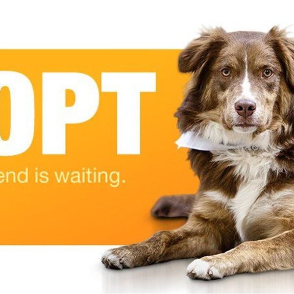 The Case For Pet Adoption