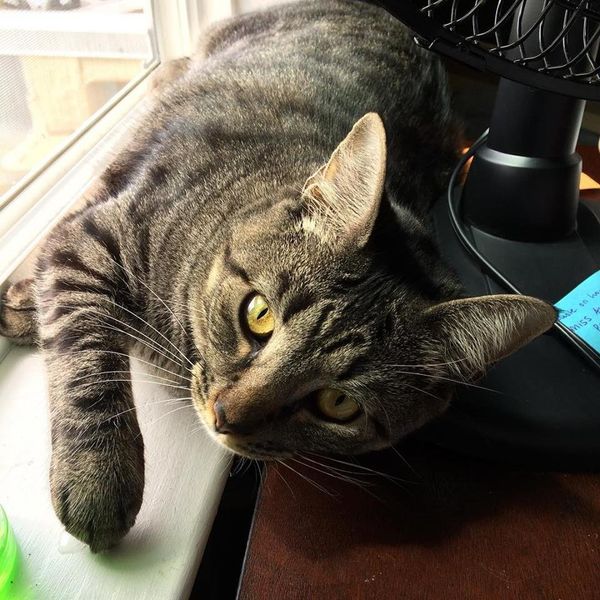 10 Reasons To Have A Cat In College