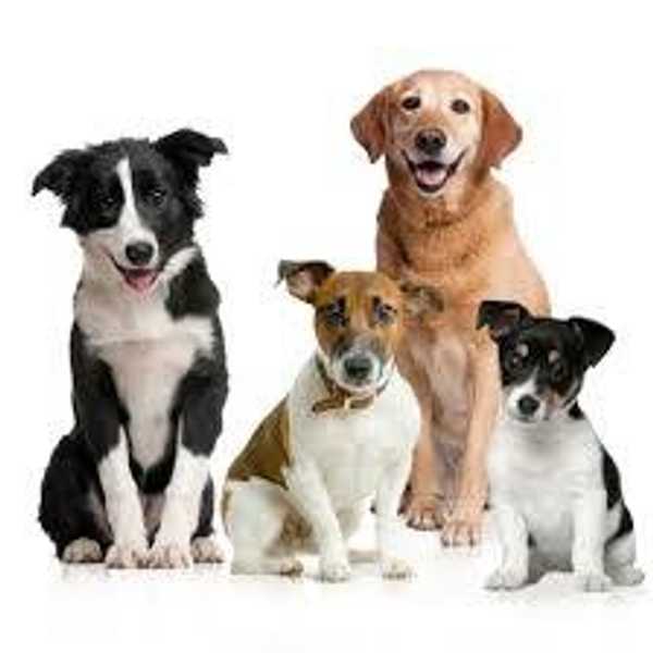 ADOPTober: 31 Dogs In 31 Days
