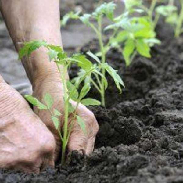 Gardening As A Metaphor For Care-Work