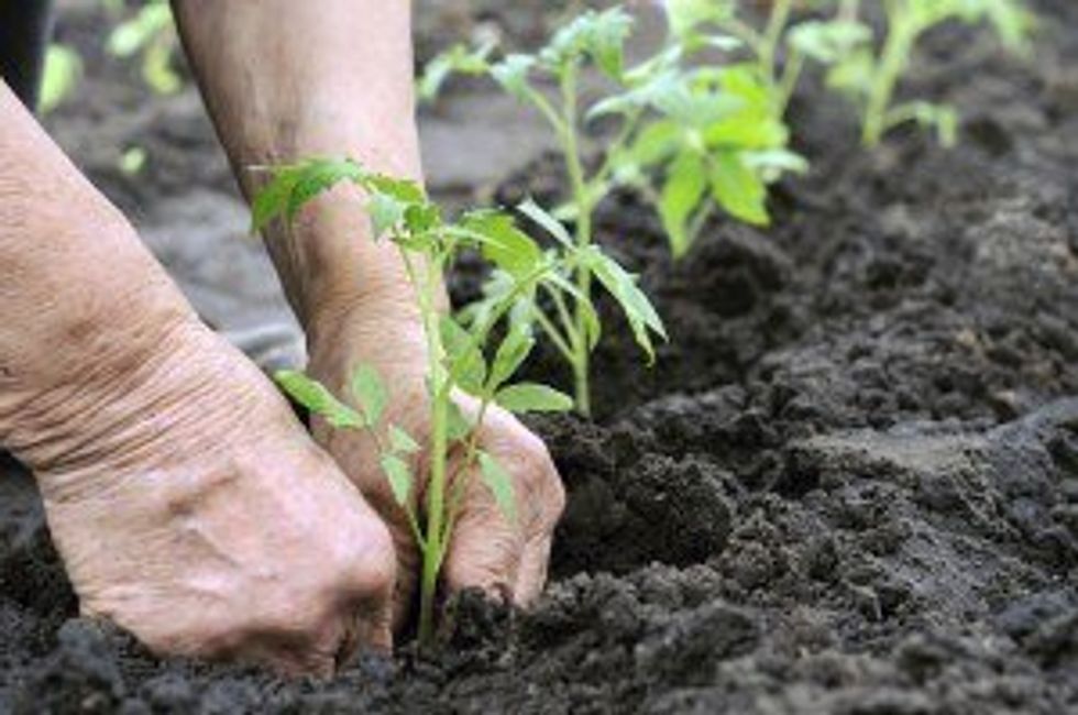 Gardening As A Metaphor For Care-Work