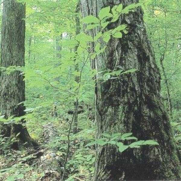 Interactions And Ecosystem Processes In The Eastern Deciduous Forest