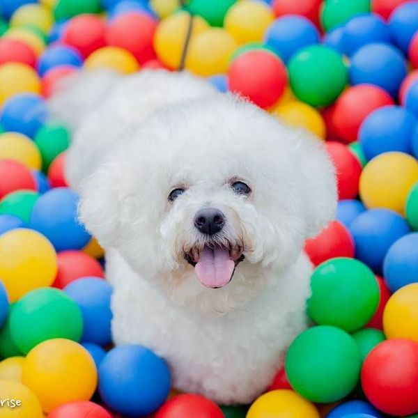 17 Reason The Bichon Frise Is The Best Dog Breed