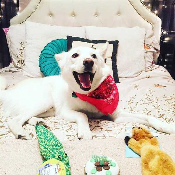 7 Ways Having A Dog Forces You To Become An Adult