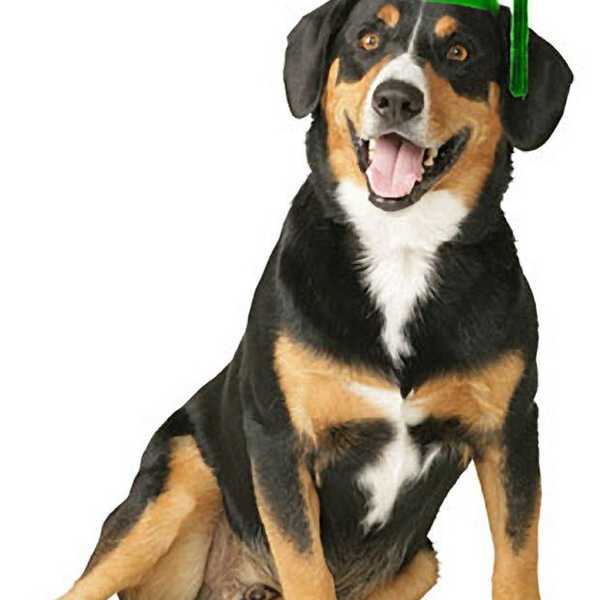 Why I Wish I Could Bring My Dog To College
