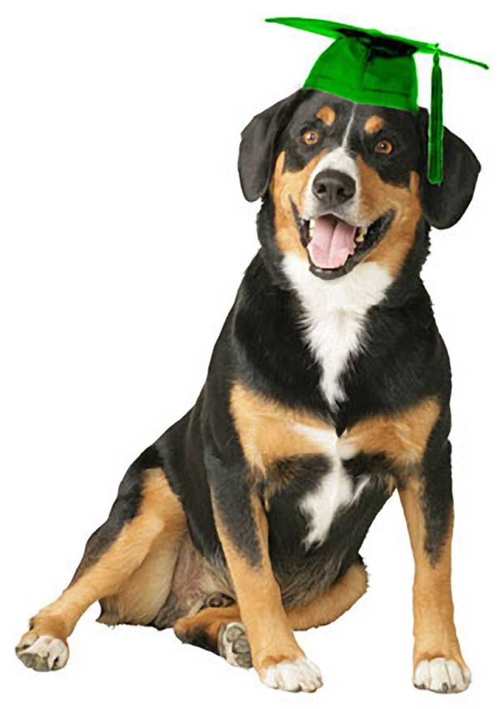 Why I Wish I Could Bring My Dog To College