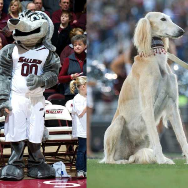 10 Reasons Why Being A Saluki Is The Best