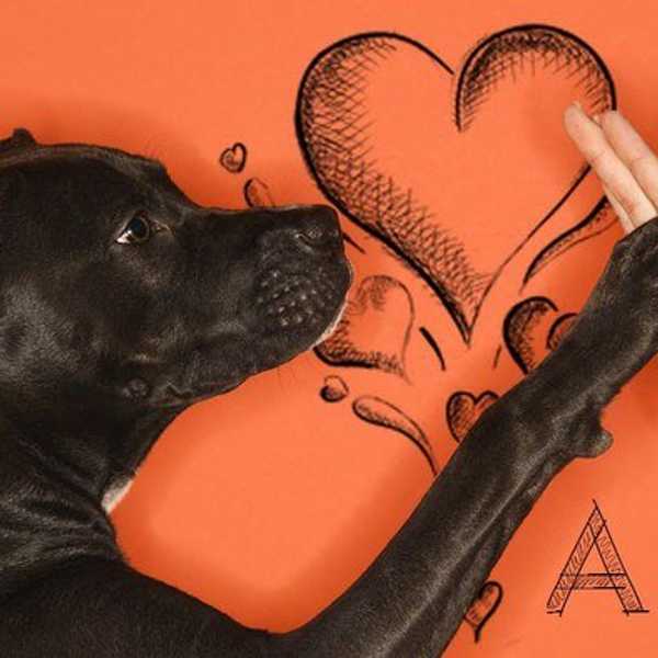 Adopt! Don't Shop!