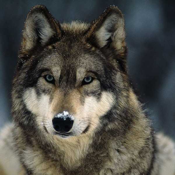 The Big Bad Wolf