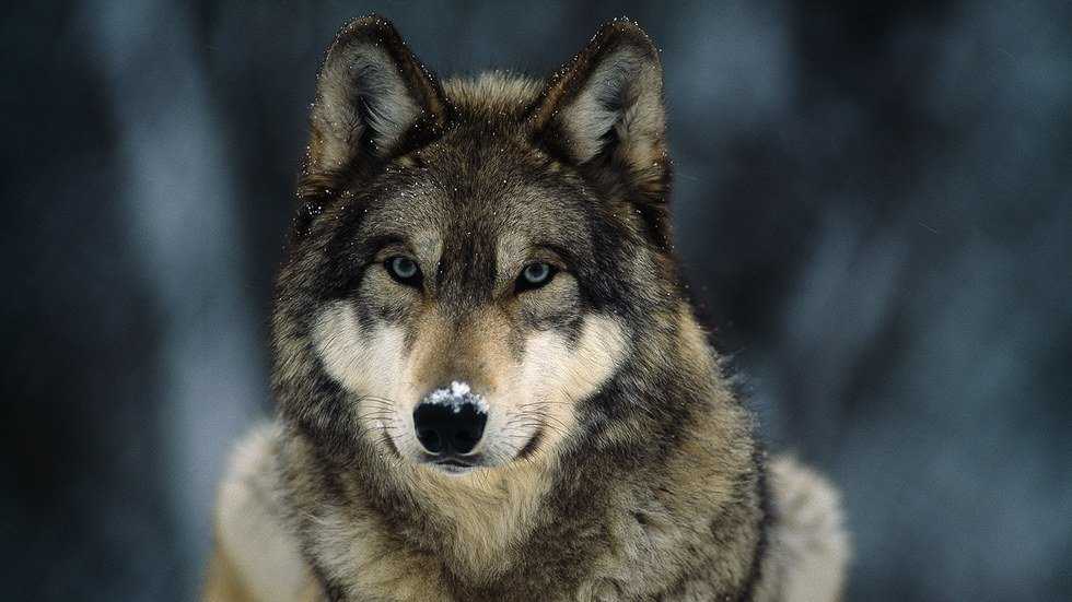 The Big Bad Wolf