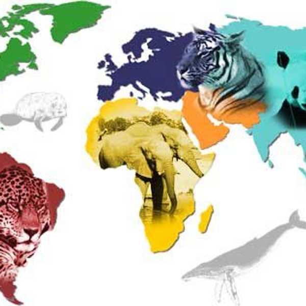 Critically Endangered Species That Are Threatened By Humans