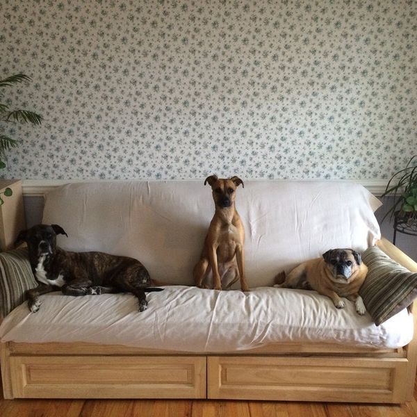 A Letter To My Dog While I'm Away At College