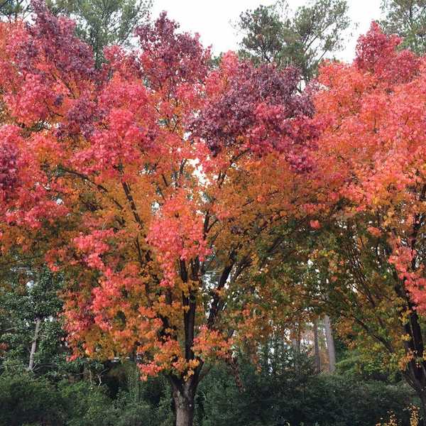 13 Thoughts When Autumn Arrives