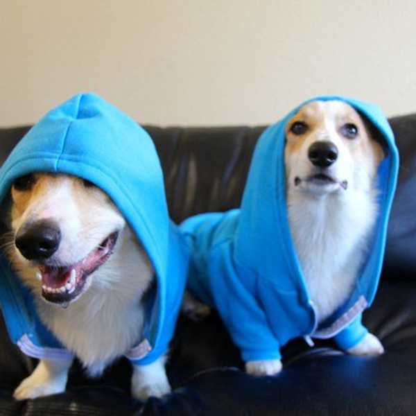 The Dogs Of Instagram