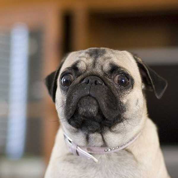 Pugs, In Fact Drugs?
