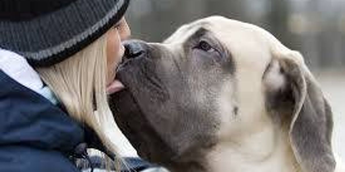 Dissertation Dogs 5 Reasons We Should All Have Our Dogs At College | The Odyssey Online