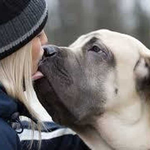 5 Reasons We Should All Have Our Dogs At College
