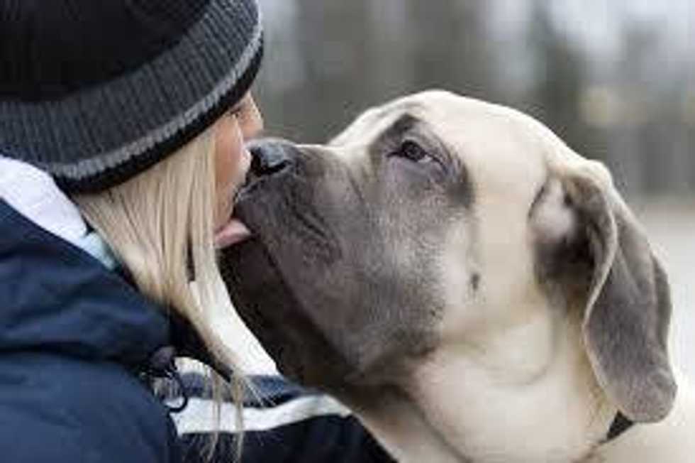 5 Reasons We Should All Have Our Dogs At College
