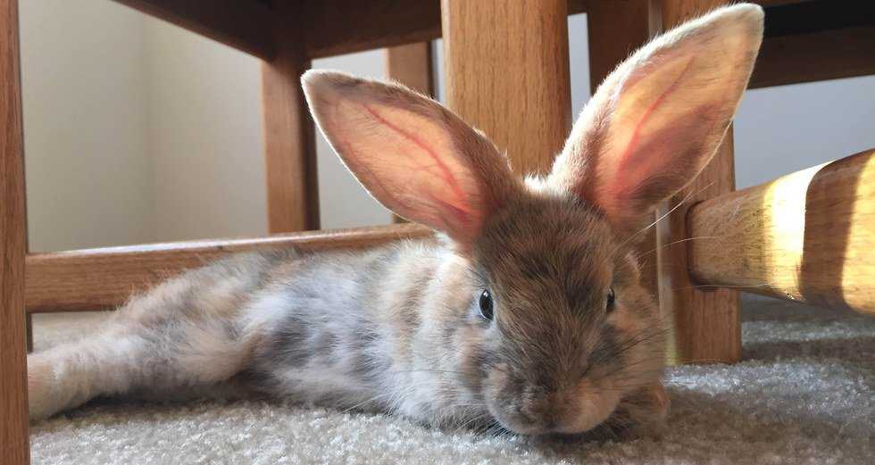 So I Adopted A Bunny