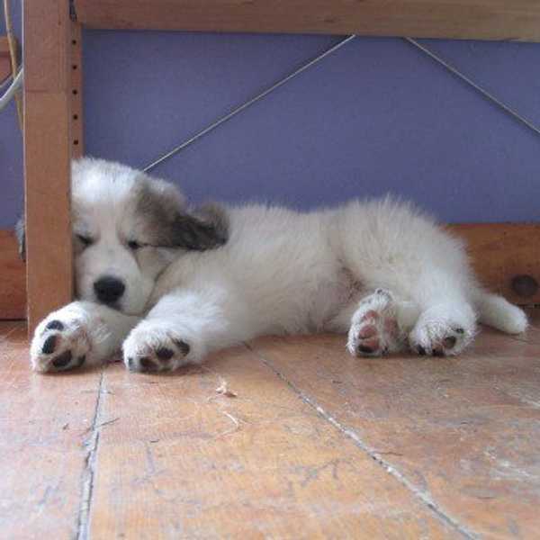 8 Great Things About Naps