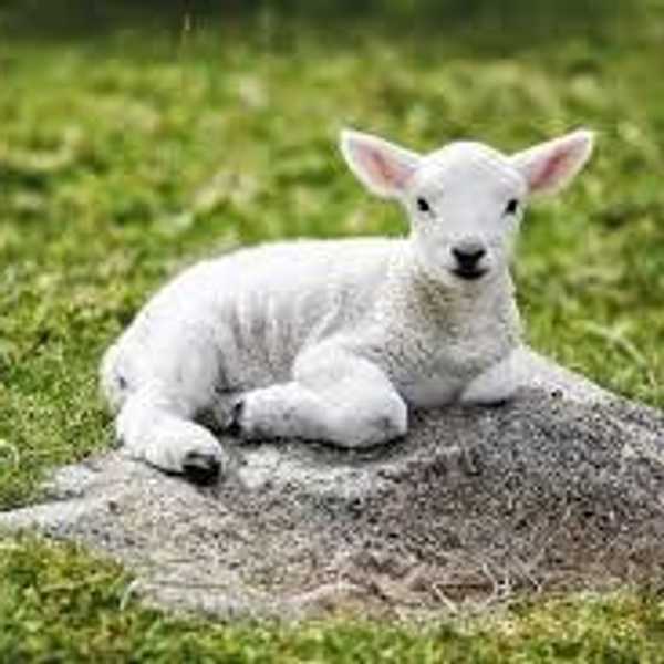 He Washed You White As Snow