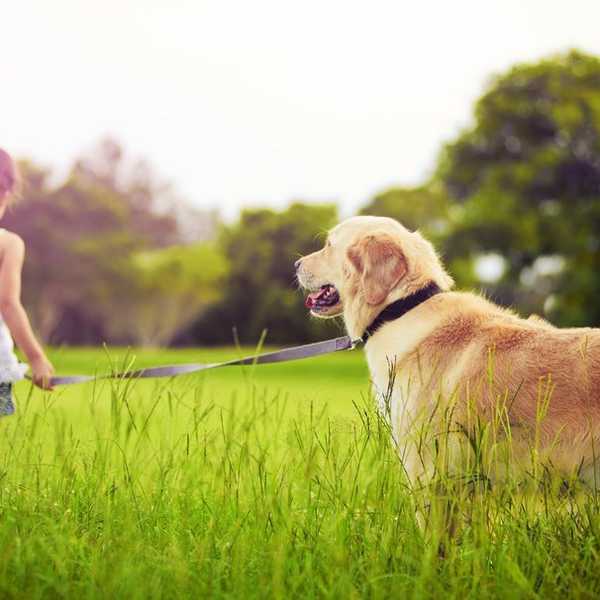 Losing a Dog