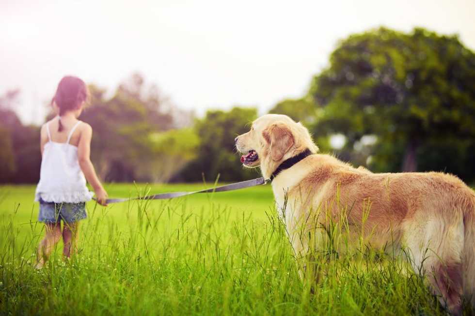 Losing a Dog