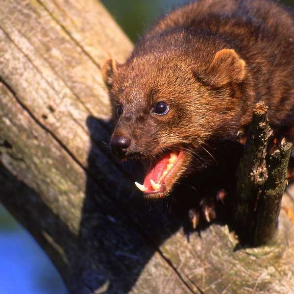 I Was Bitten By A Wild Animal