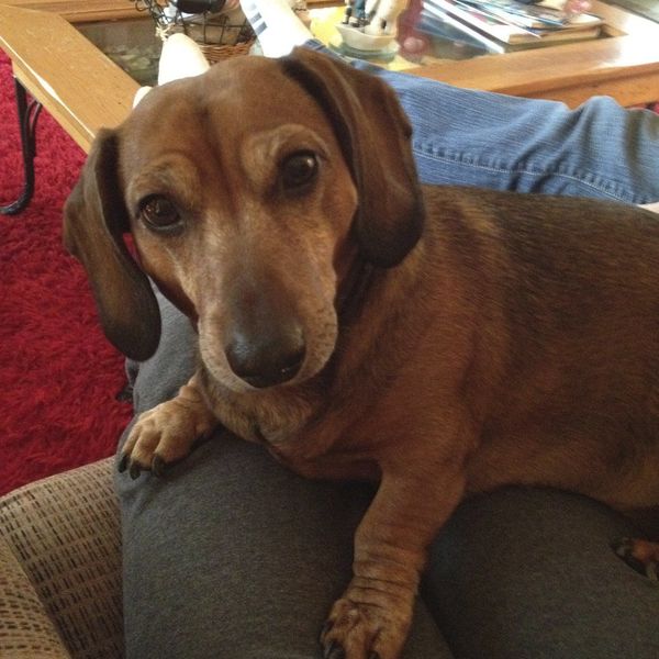 10 Reasons Why Dogs Are Better Than People