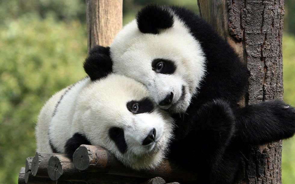 The Meaning Behind Statistics: The Population Sizes Of Endangered Species